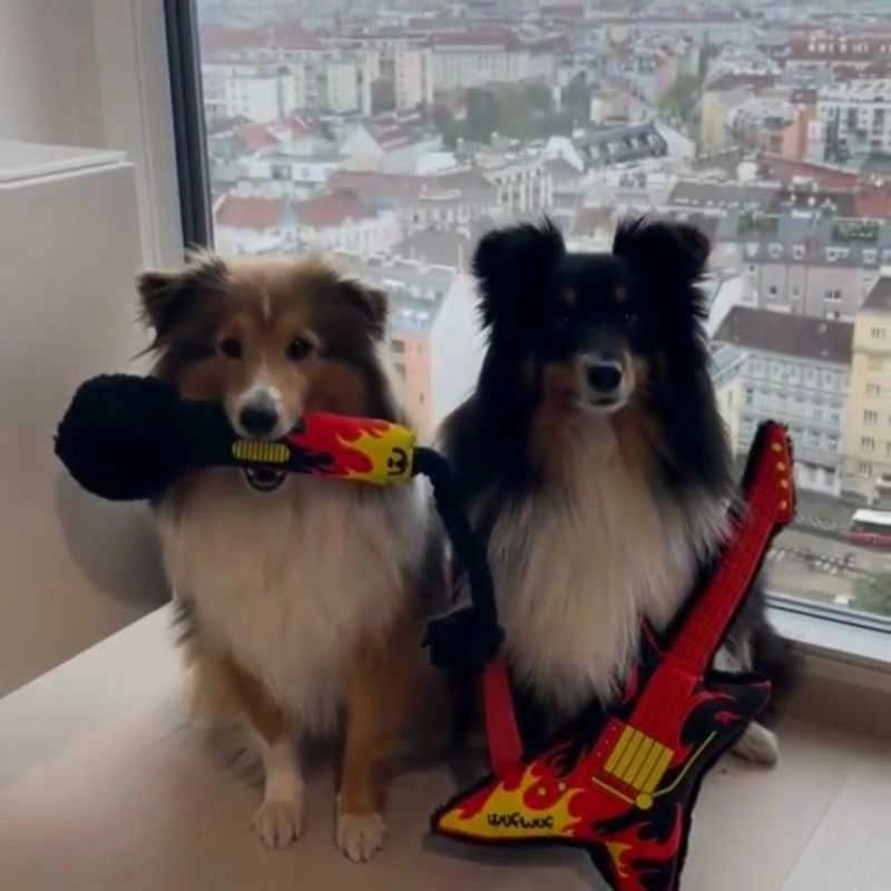 Microphone and Guitar Dog Toy Set