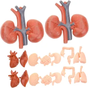 VICASKY Interactive Human Body Organs Model Set for Physiology Study Halloween Decor Anatomy Education