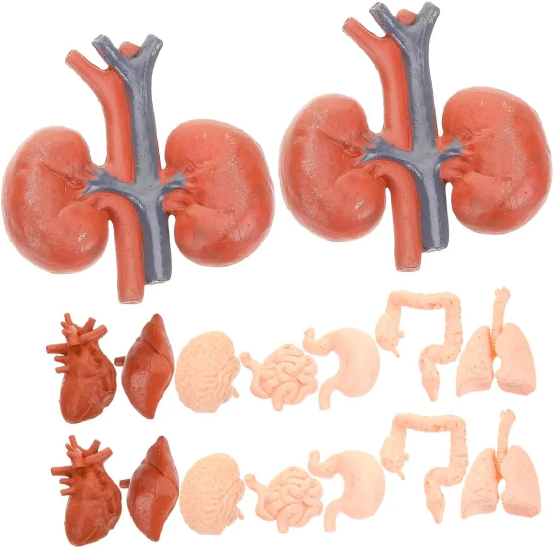 VICASKY Interactive Human Body Organs Model Set for Physiology Study Halloween Decor Anatomy Education